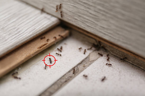  Wood River, IL Pest Control Pros