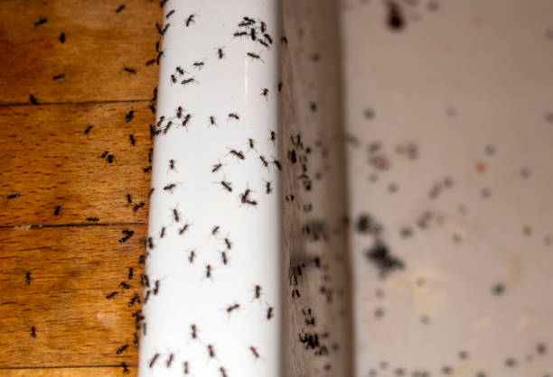 Best Exterminator Services  in Wood River, IL