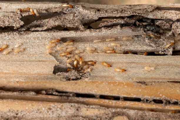 Professional Pest Control in Wood River, IL